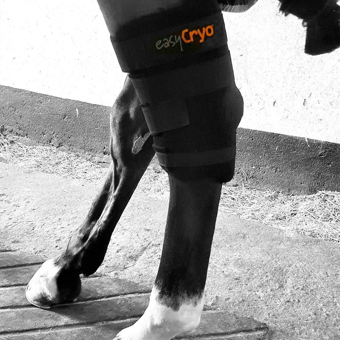41- 2 Attelle-pointe-du-jarret-cryotherapie-equine