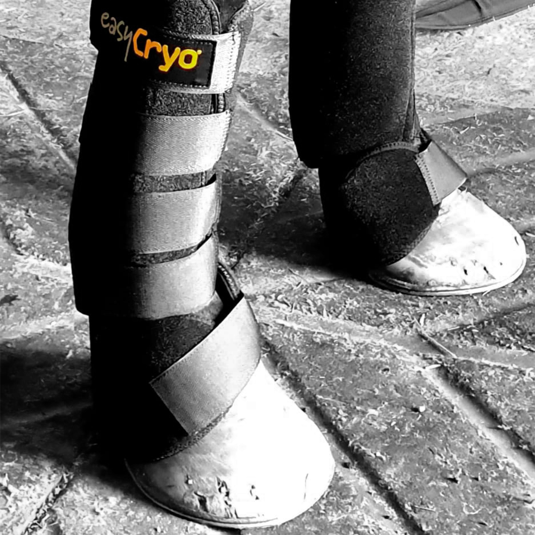 42- 3 Attelle-boulet jarret-droit-equine-cryotherapie-a-compression-glacee