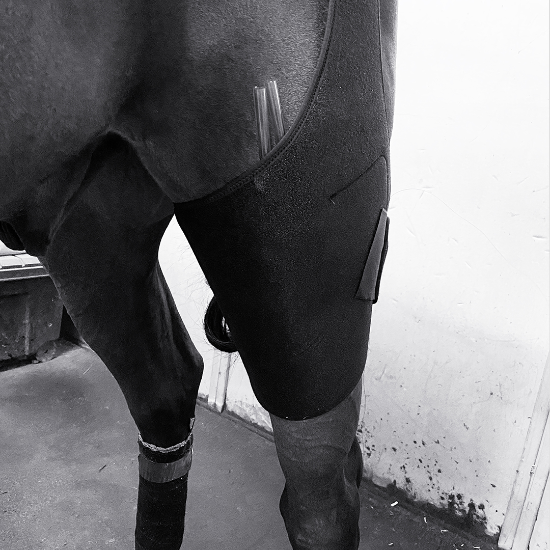 43- 2-Attelle-grasset-cryotherapie-equine